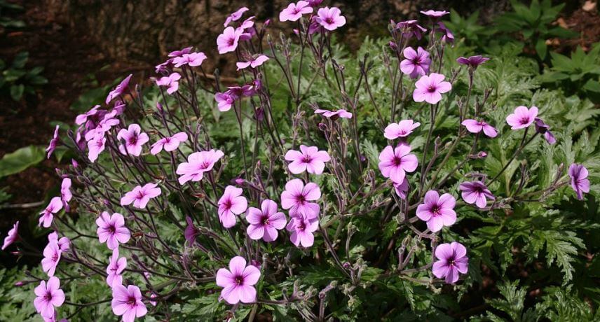 Flora and Fauna tours in Madeira - Geranium maderense